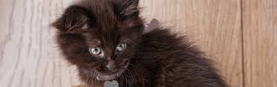 Ukpets found the following oriental for sale in the uk. What Are The Types Of Black Cat Breeds Petfinder
