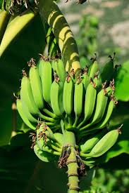 banana plants an a ling alternative