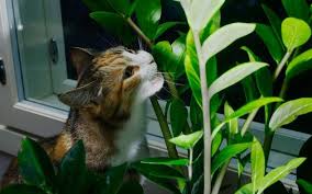 The Zz Plant Poisonous To Cats