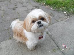 All our shih tzu are very healthy. How Much Does A Shih Tzu Puppy Cost Shih Tzu Daily