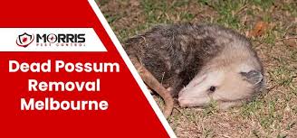 Dead Possum Removal Almurta Emergency
