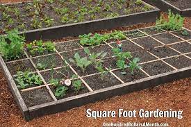 Square Foot Gardening Potatoes