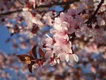 Best Time to See Cherry Blossom in South Africa 2023 - Rove.me