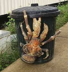 If the coconut is still covered with husk, it will use its claws to rip off strips, always starting from the side with the three germination pores, the group of three small circles found on the outside of the coconut. 12 Coconut Crab Ideas Coconut Crab Crab Unusual Animals
