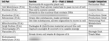 Word Parts Plant And Animal Chart Diagram Quizlet