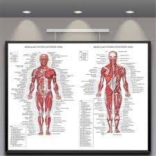 Details About Human Body Muscle Anatomy System Poster Anatomical Chart Educational Poster New