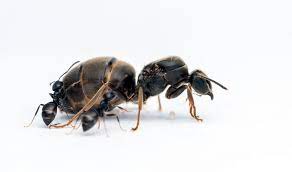 Pourquoi la reine fourmi vit-elle plus longtemps que ses ouvrières ? - La  Salamandre