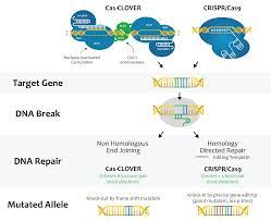 model gene editing applications
