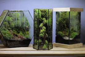 How To Grow Moss Indoors Plant