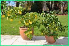 Bila kamu berminat untuk menanam tanaman buah dalam pot yang bisa berbuah cepat, jangan lupa untuk terus simak ulasannya berikut ini. 9 Jenis Tanaman Buah Yang Bisa Ditanam Dalam Pot Ekor9 Com Ekor9 Com