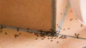 trailing ants indoors