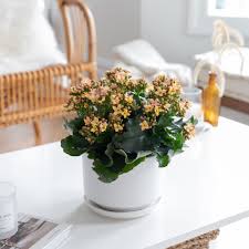 Common house plant benefits and choosing the right plants for your home. Top 12 Flowering Houseplants To Add Color To Your Home
