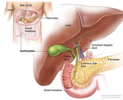Definition Facts For Gallstones Niddk