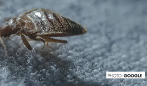 12 home remes to get rid of bed bugs