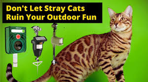 best outdoor cat repellent don t let