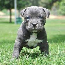 So, why a blue nose pitbull puppy? Blue Nose Pit Bull Puppy Like Blue Blue Nose Pitbull Facebook