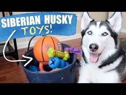 dog toys for a siberian husky puppy
