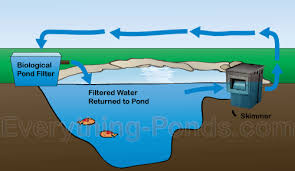 what is a pond skimmer