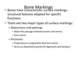 Bone Markings Surface Features Of Bones Categories Of Bone