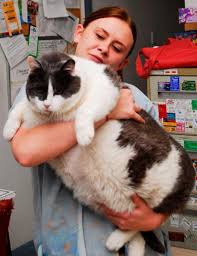 Obesity In Cats International Cat Care