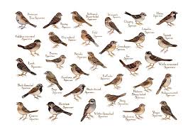 This Watercolor Painting Features Sparrows Of North America