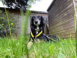 Keeping Your Garden Dog Friendly Dogs