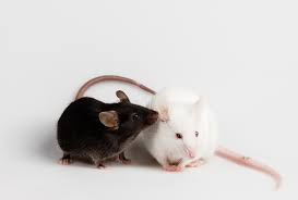 A computer mouse is an indispensable part of your computer system. Mouse Squeaks May Be Poor Analog For Human Speech