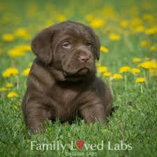 Haha you found the 4k puppy videos too, eh? Lab Puppies For Sale Mn Petfinder