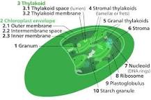 Where is chlorophyll found in the thylakoid?