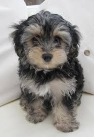 Featured price, low to high price, high to low alphabetically yorkie breeders. Yorkie Poo Puppies For Sale