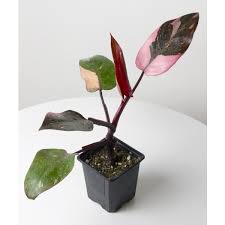 This is an especially cute and fun the leaves have random orange, red, yellow, green, and cream or bright white variegation. Philodendron Pink Princess Philodendron Erubescens For Sale