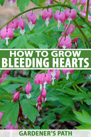 How To Grow Bleeding Hearts Gardener