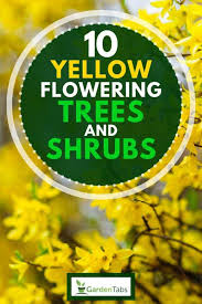 A bouquet or a floral arrangement. 10 Yellow Flowering Trees And Shrubs Garden Tabs