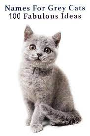 grey cat names 250 great names for