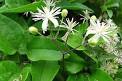Image result for clematis vitalba