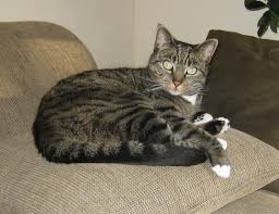 Image result for grey tabby