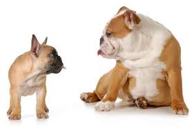 dog fight french and english bulldog