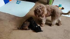 chocolate toy poodle with her pups