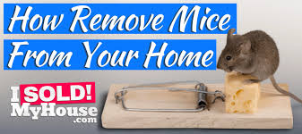 Best Mouse Traps Guide