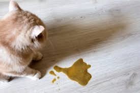 Although it is difficult to. Why Is My Cat Throwing Up Brown Liquid