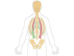 Guided learning helps you study the human body layer by layer. Back Muscles Anatomy Muscles That Act On The Back