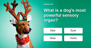 Have fun making trivia questions about swimming and swimmers. What Is A Dog S Most Powerful Sensory Organ Trivia Quizzes Trivia Trivia Questions