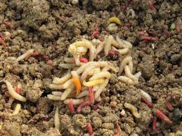 how to get rid of maggots effectively