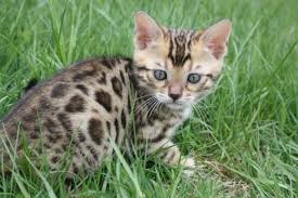 Several factors affect this price, including the kitten's traits, what the note that this price guide is for an sbt bengal kitten, in us dollars as of 2021. Tica Beautiful Bengal Kittens For Sale In Ware Massachusetts Classified Americanlisted Com