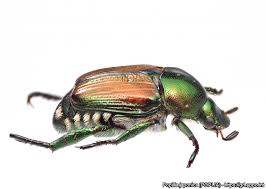 Der japankäfer ist einer der gefrässigsten eingeschleppten schädlinge. Der Japankafer Eine Ubersicht Strickhof