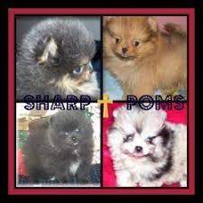 pomeranian breeders personally recommended