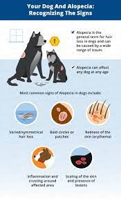 dog hair loss common causes