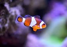 What is the most common saltwater fish?