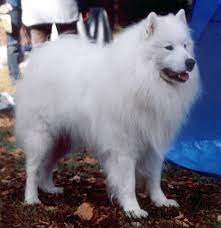 Samoyed dog - Wikipedia