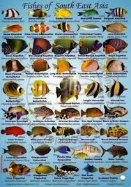 11 Best Fish Guides Images Fish Fish Chart Marine Fish